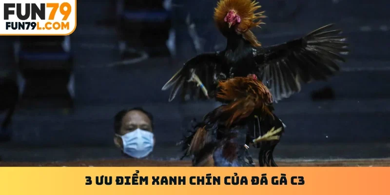 3 ưu điểm xanh chín của đá gà c3