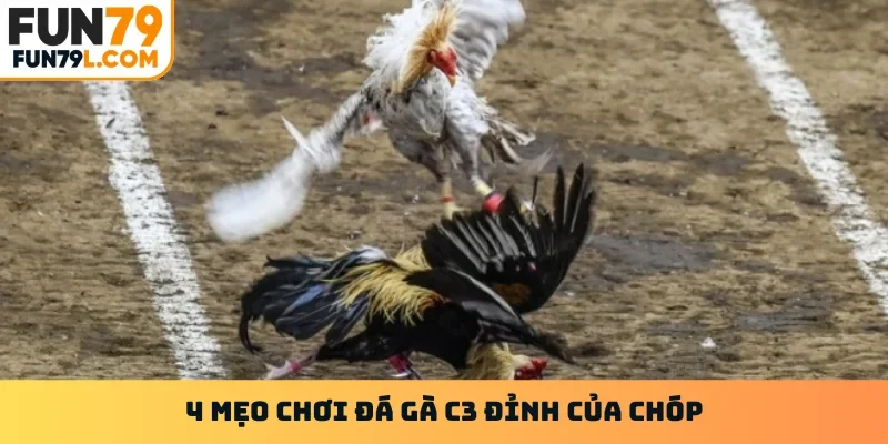 4 mẹo chơi đá gà c3 đỉnh của chóp