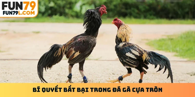 Bí quyết bất bại trong đá gà cựa tròn