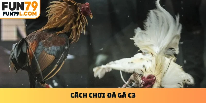 Đá gà c3