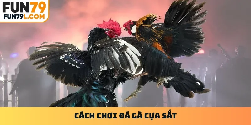 Đá gà cựa sắt