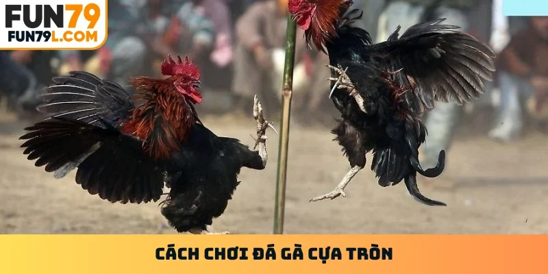 Đá gà cựa tròn