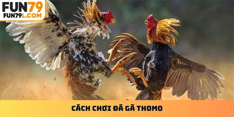 Đá gà Thomo