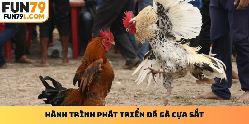 Hành trình phát triển đá gà cựa sắt