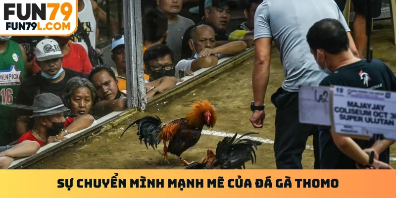 Sự chuyển mình mạnh mẽ của đá gà thomo