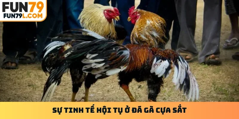 Sự tinh tế hội tụ ở đá gà cựa sắt