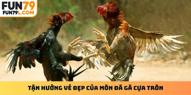 Tận hưởng vẻ đẹp của môn đá gà cựa tròn